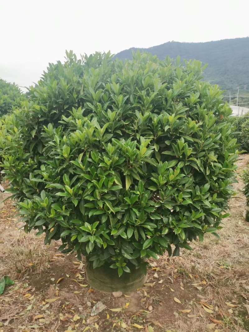 非洲茉莉，实球1.8米-2米都有