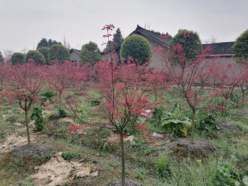 红枫基地供应批发价格日本红枫美国红枫中国红枫