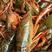 小龙虾抱卵种苗，虾苗批发。全国包邮，质量保证