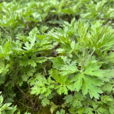 优质艾草苗，量大从优