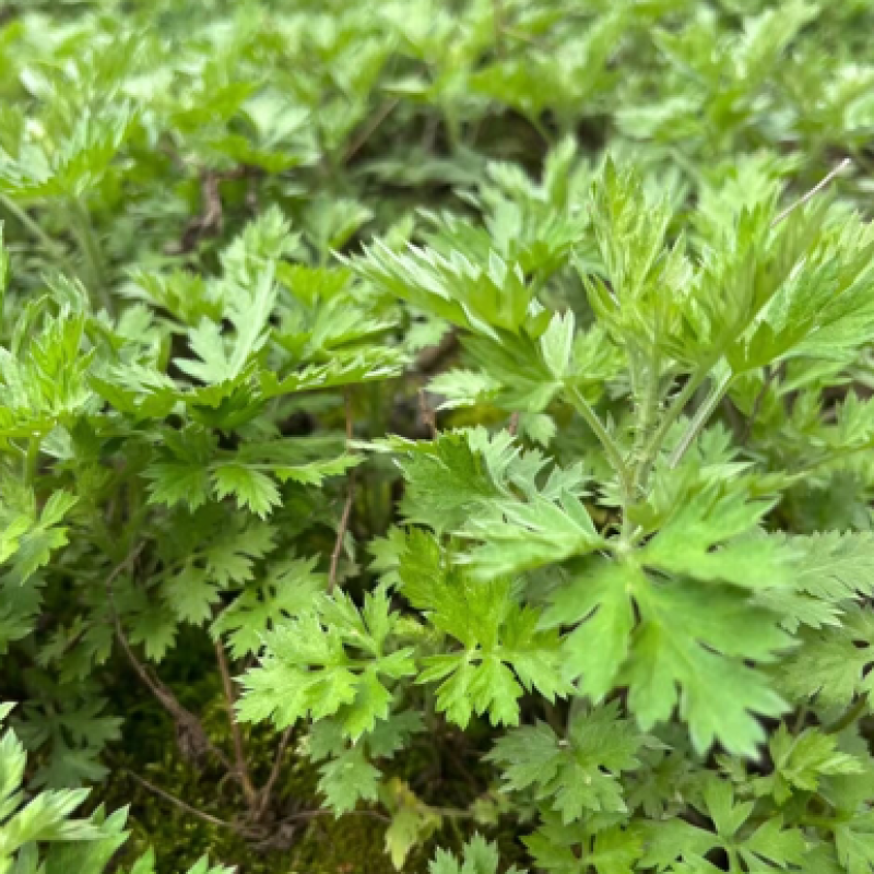 优质艾草苗，量大从优