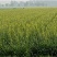 优质陕西大荔黄花菜苗下单开挖现挖现发保证成活率