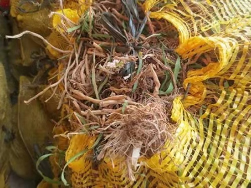 优质陕西大荔黄花菜苗下单开挖现挖现发保证成活率