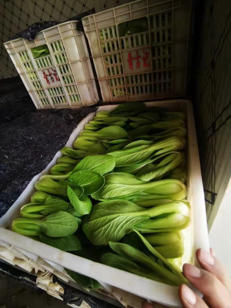 【优选】原产地发货，精品上海青，万亩基地可供各个市场