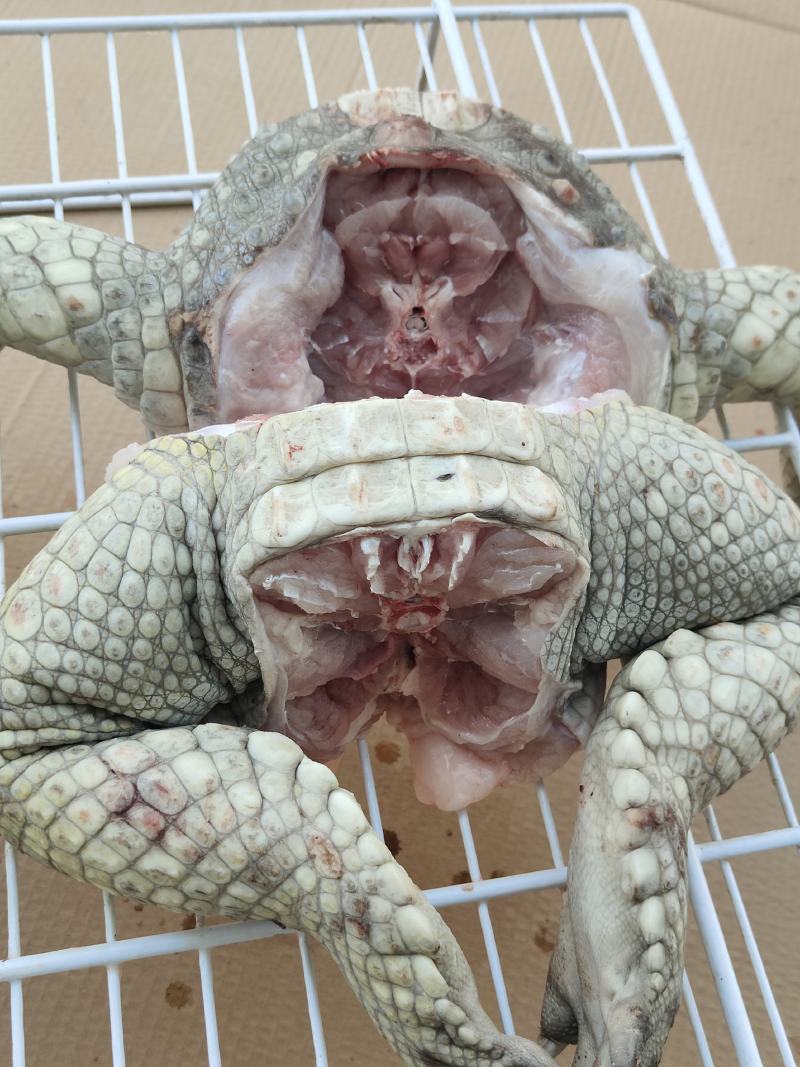 商品鳄鱼，新鲜鳄鱼肉，大小鳄鱼苗