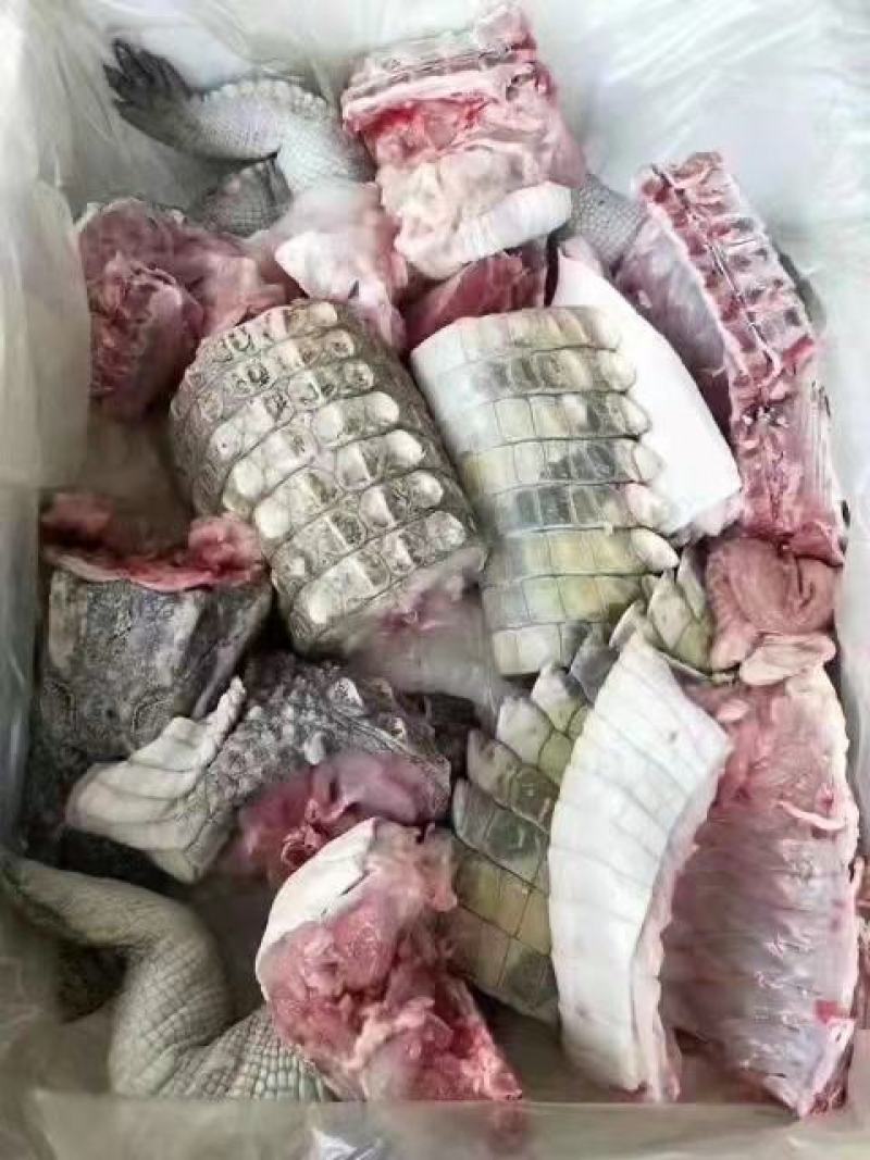 商品鳄鱼，新鲜鳄鱼肉，大小鳄鱼苗