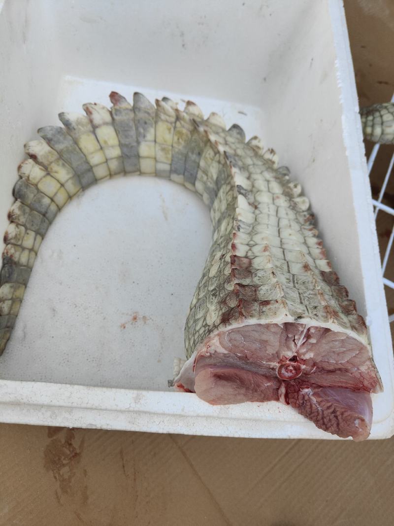 商品鳄鱼，新鲜鳄鱼肉，大小鳄鱼苗