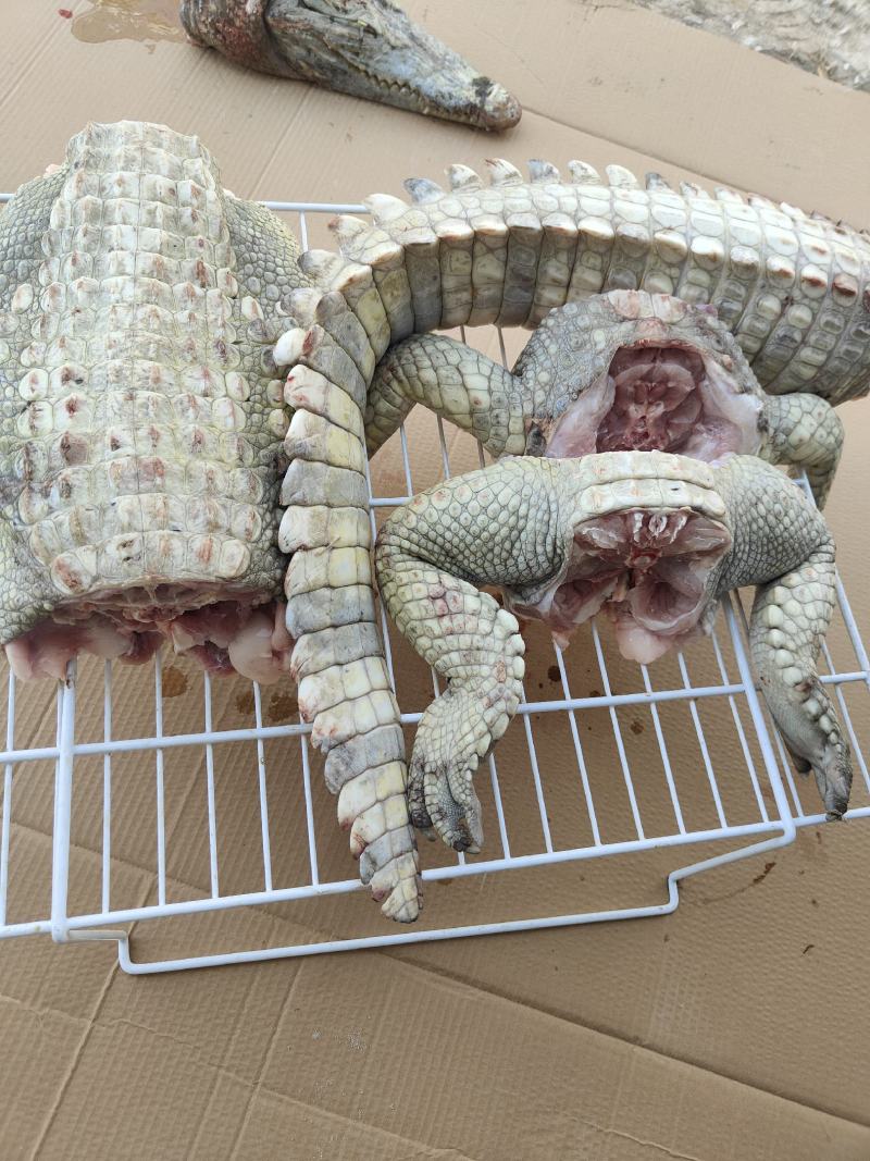 商品鳄鱼，新鲜鳄鱼肉，大小鳄鱼苗