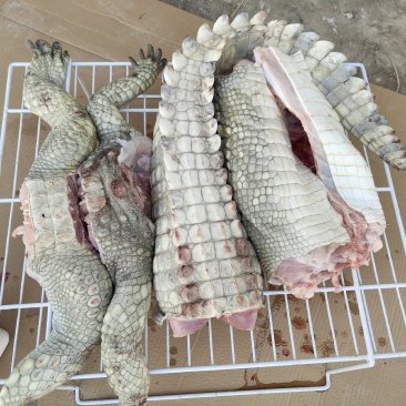 商品鳄鱼，新鲜鳄鱼肉，大小鳄鱼苗