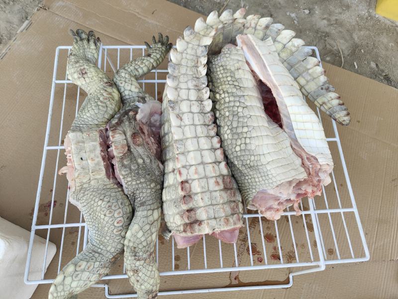 商品鳄鱼，新鲜鳄鱼肉，大小鳄鱼苗