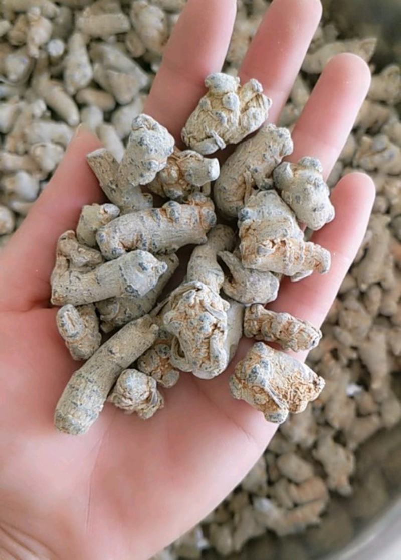 振兴药材批发供应200头水洗三七产地直供一手货源全国发货