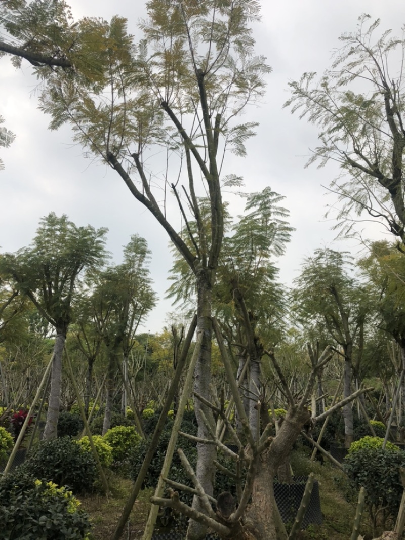 蓝花楹，蓝雾树，12-分都有