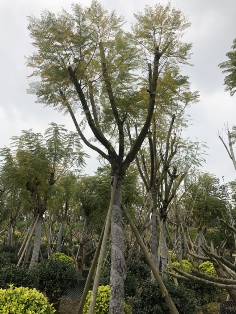 蓝花楹，蓝雾树，12-分都有