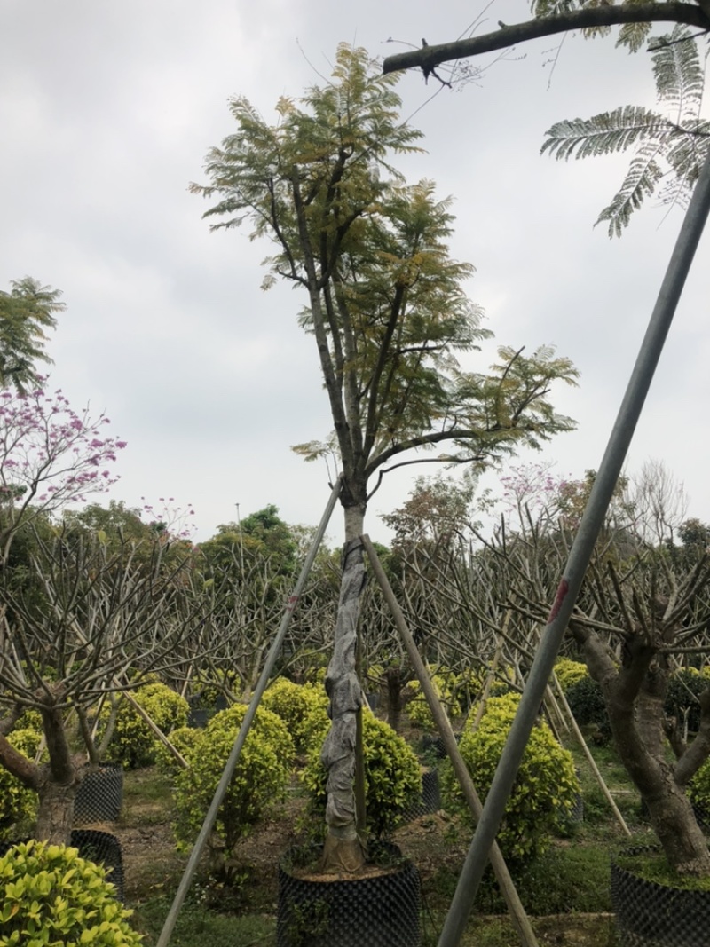 蓝花楹，蓝雾树，12-分都有