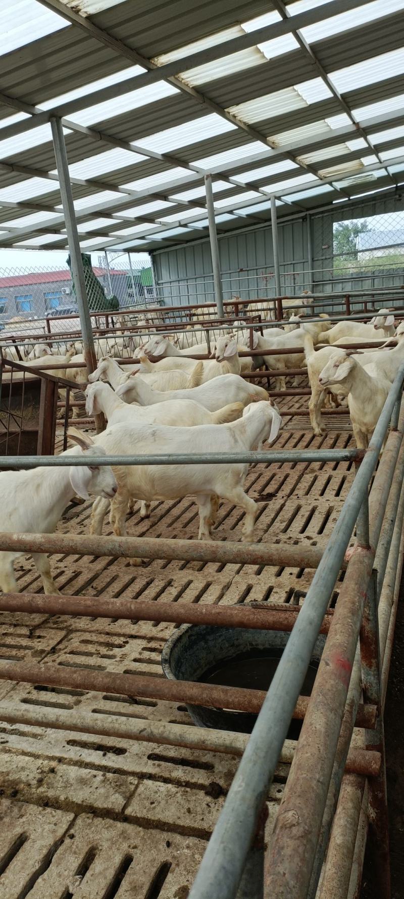 美国白山羊怀孕母羊羊羔包技术包运输技术指导基地直供