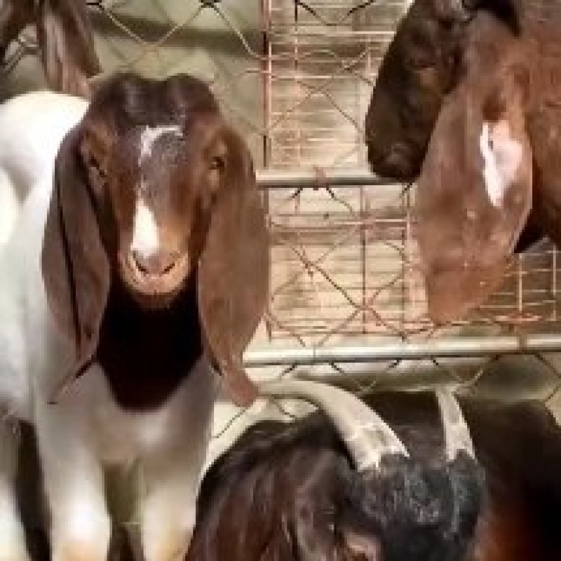基地直销巴马香猪怀孕母猪香猪仔包教养殖技术包成活