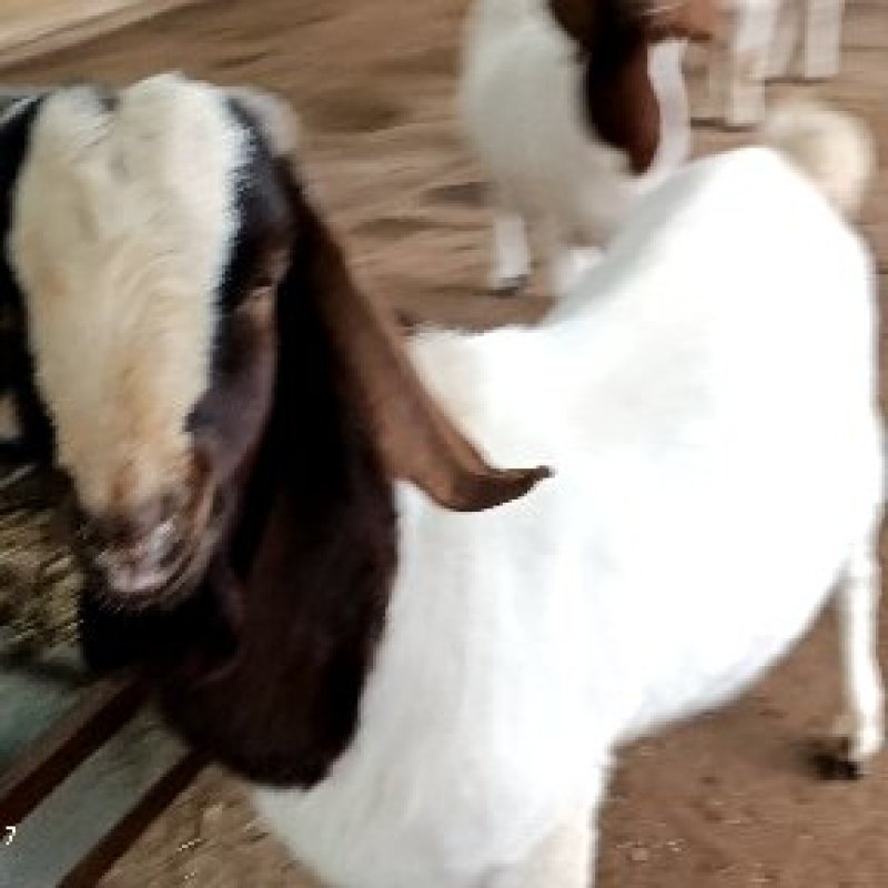 基地直销巴马香猪怀孕母猪香猪仔包教养殖技术包成活