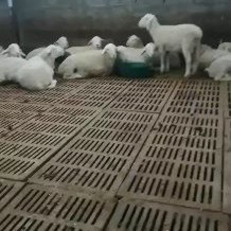 基地直销巴马香猪怀孕母猪香猪仔包教养殖技术包成活