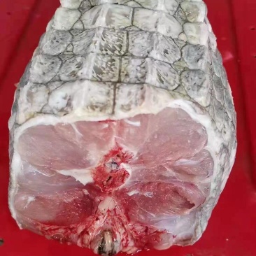新鲜鳄鱼肉