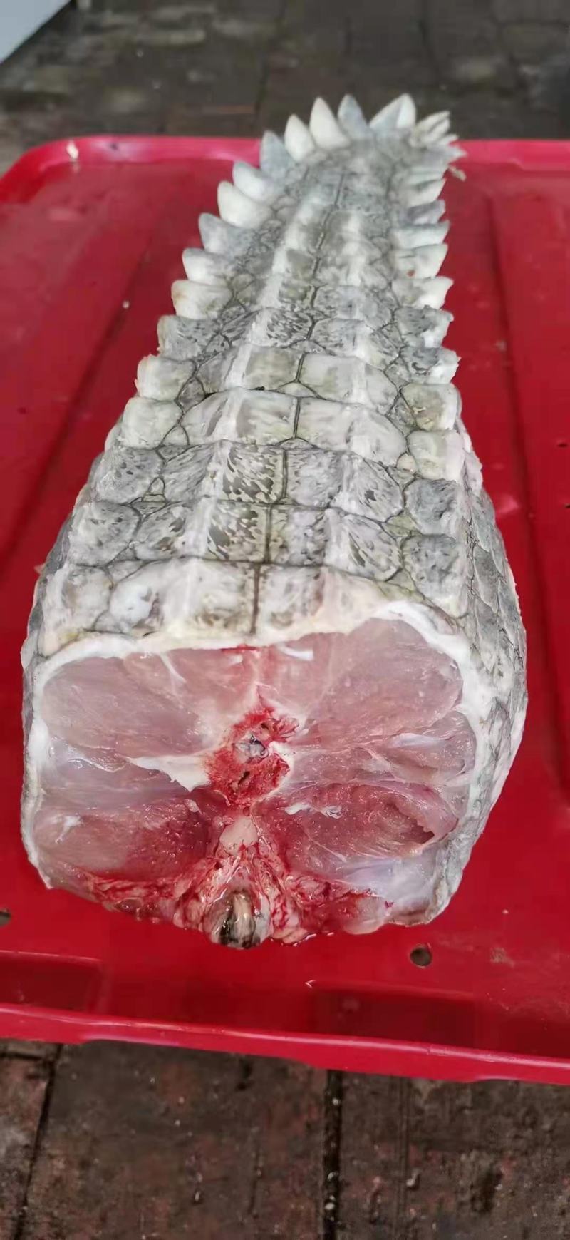 新鲜鳄鱼肉