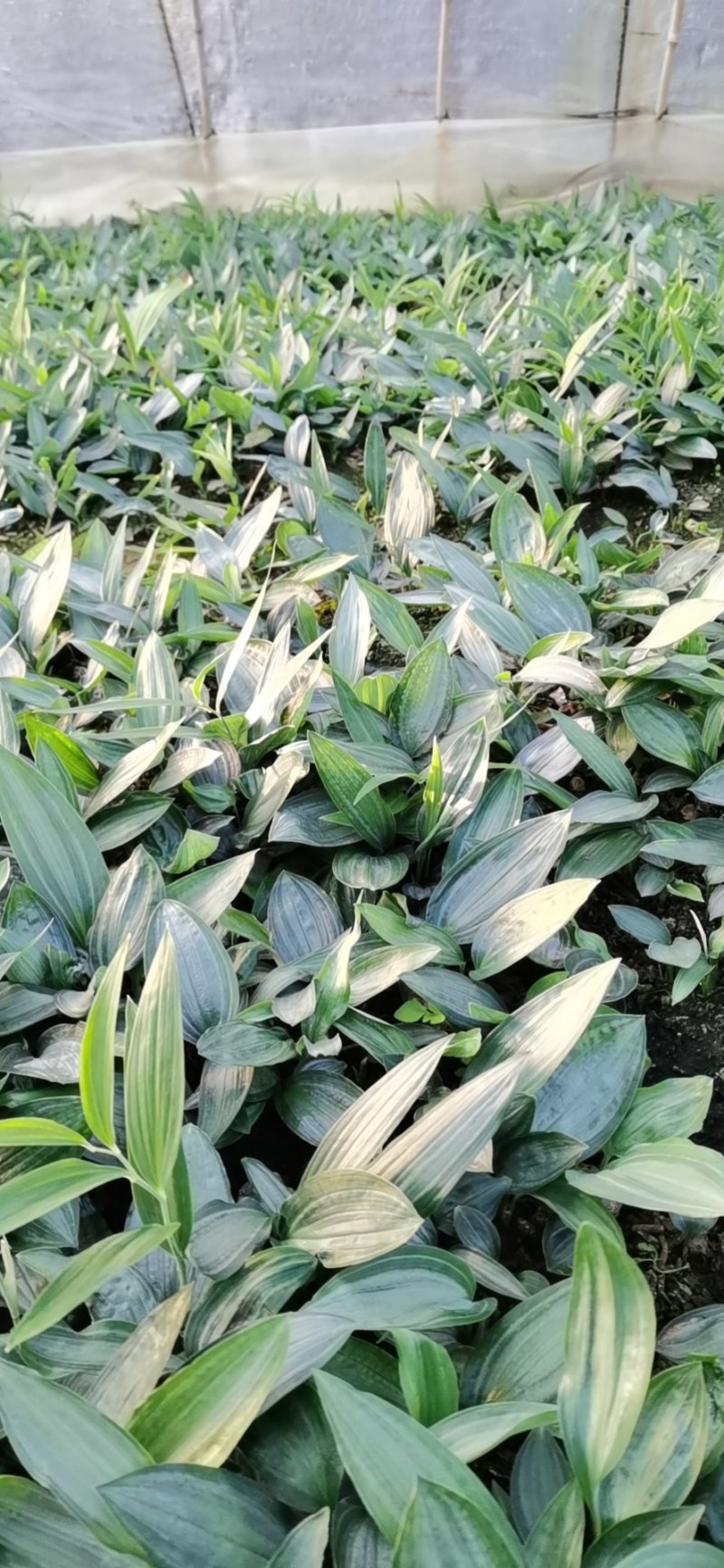 【推荐】多花不倒苗黄精籽育苗基地直销技术指导视频看货