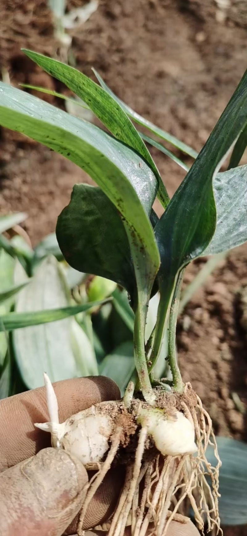 【推荐】多花不倒苗黄精籽育苗基地直销技术指导视频看货