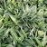 【推荐】多花不倒苗黄精籽育苗基地直销技术指导视频看货