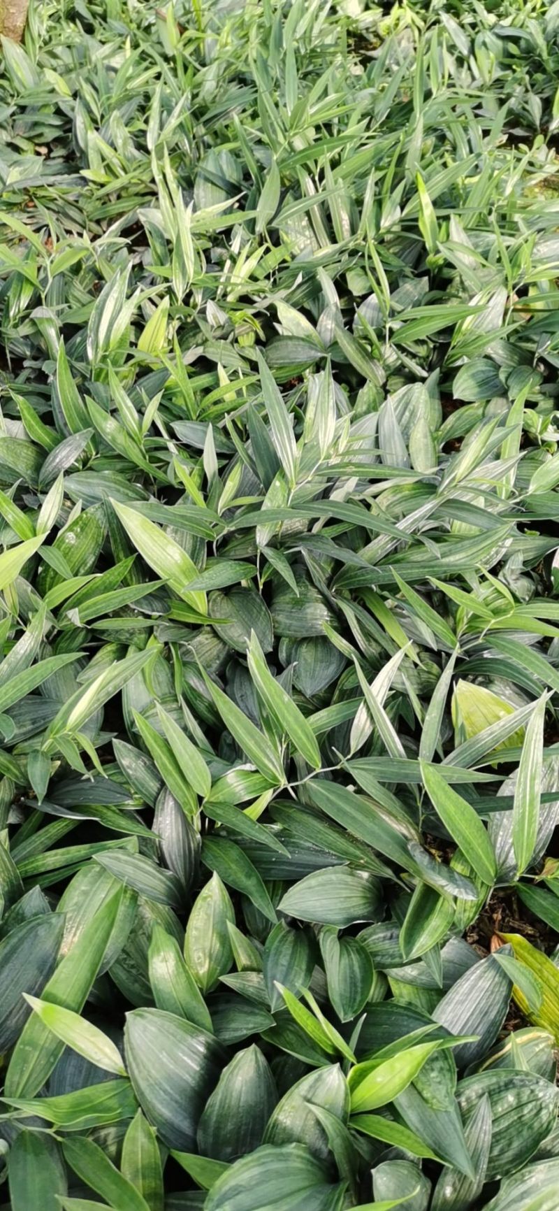 【推荐】多花不倒苗黄精籽育苗基地直销技术指导视频看货