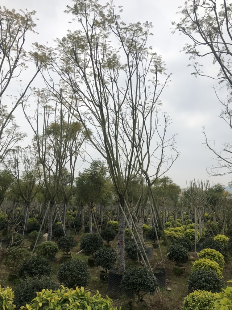 蓝花楹18公分，蓝雾树12-18公分都有