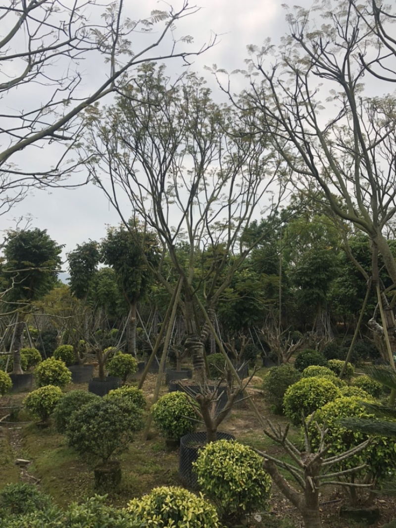 蓝花楹18公分，蓝雾树12-18公分都有