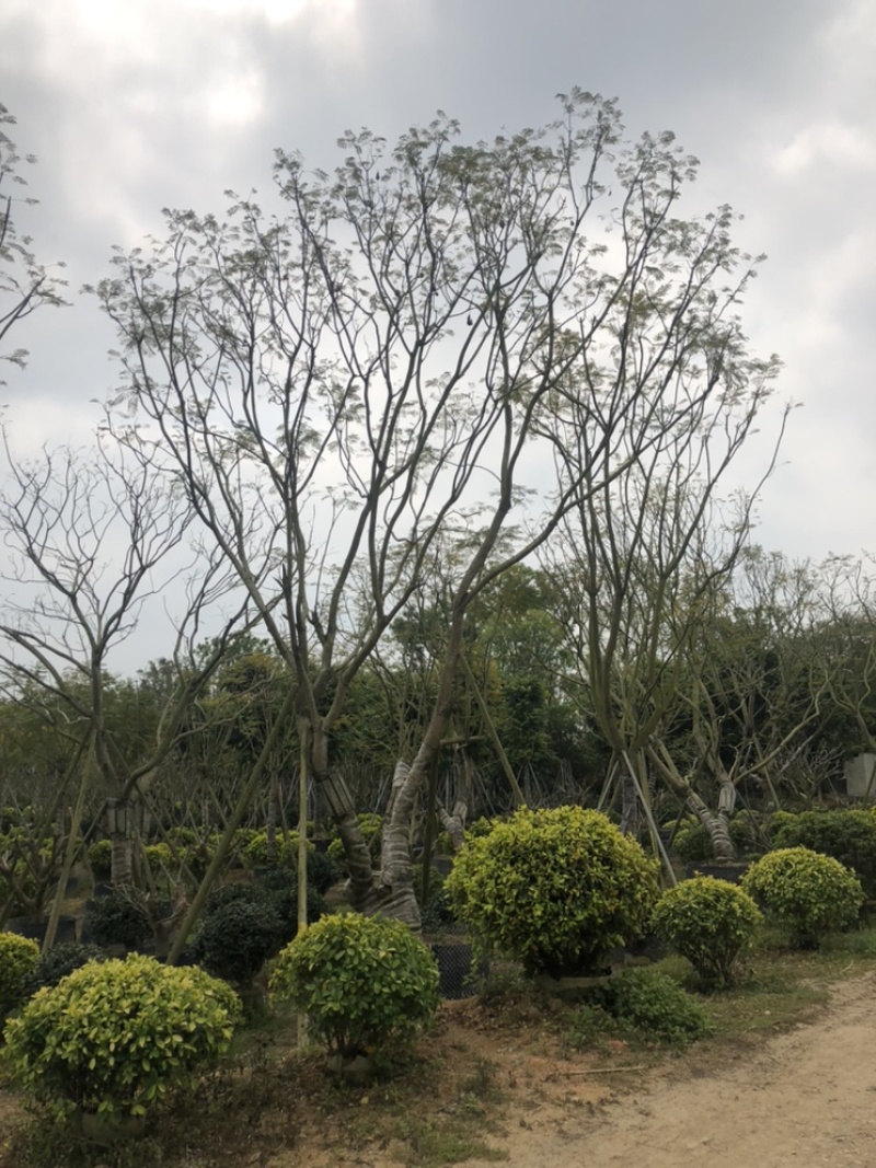 蓝花楹18公分，蓝雾树12-18公分都有