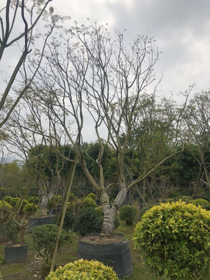 蓝花楹18公分，蓝雾树12-18公分都有
