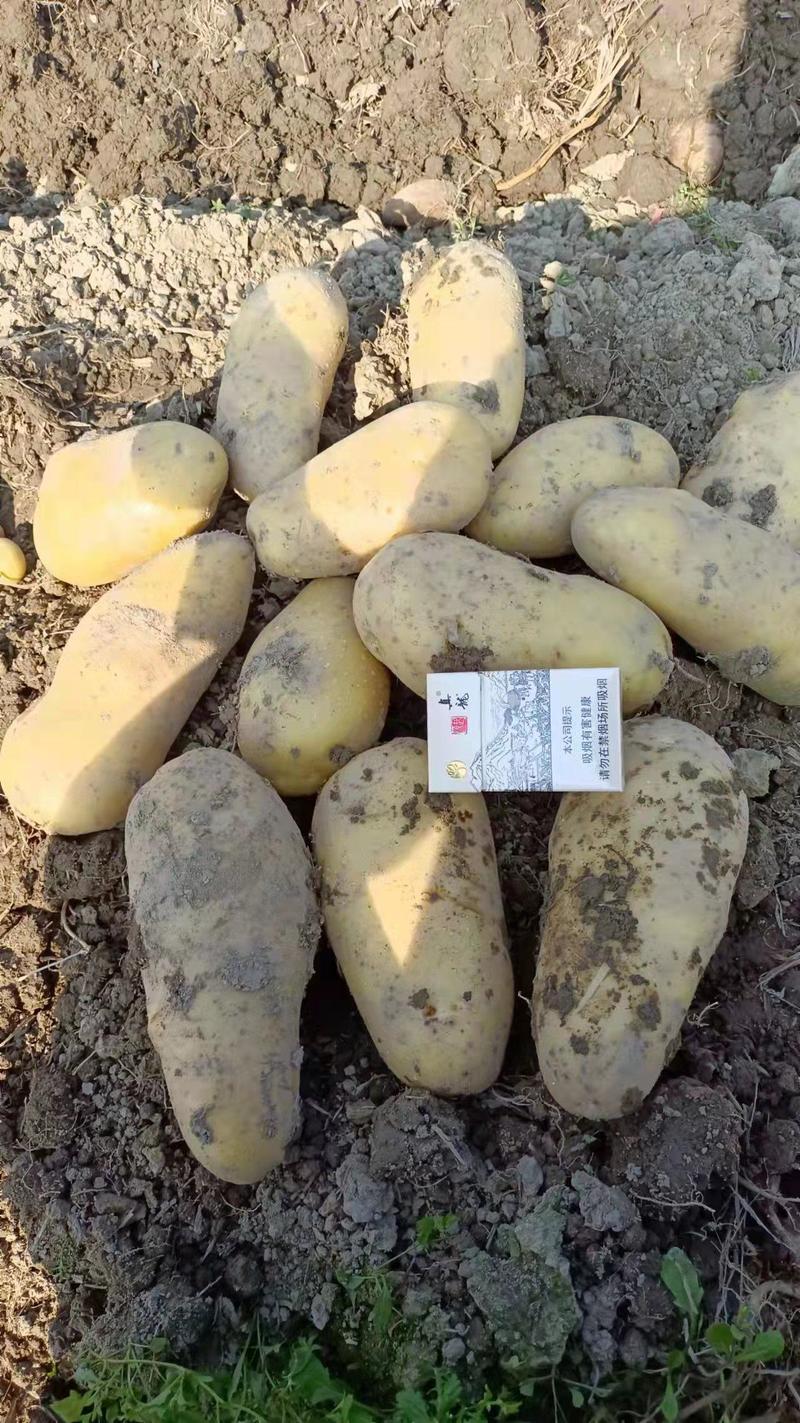 荷兰十五土豆黄心黄肉土豆广西原产地直销规格齐全