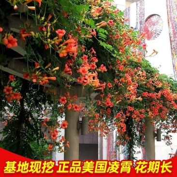 凌霄花树长廊景区绿化造景花期长庭院种植线上包邮