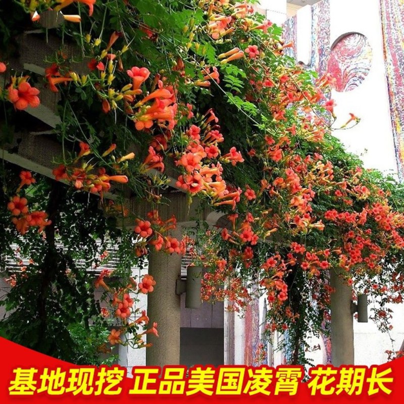 凌霄花树长廊景区绿化造景花期长庭院种植线上包邮
