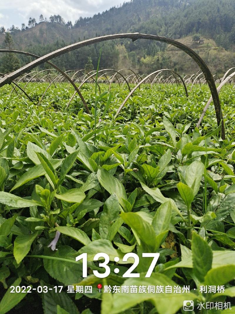 千万南板蓝根苗出售