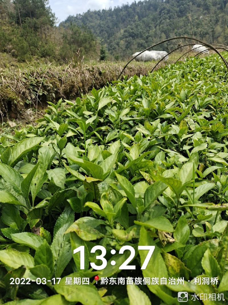 千万南板蓝根苗出售