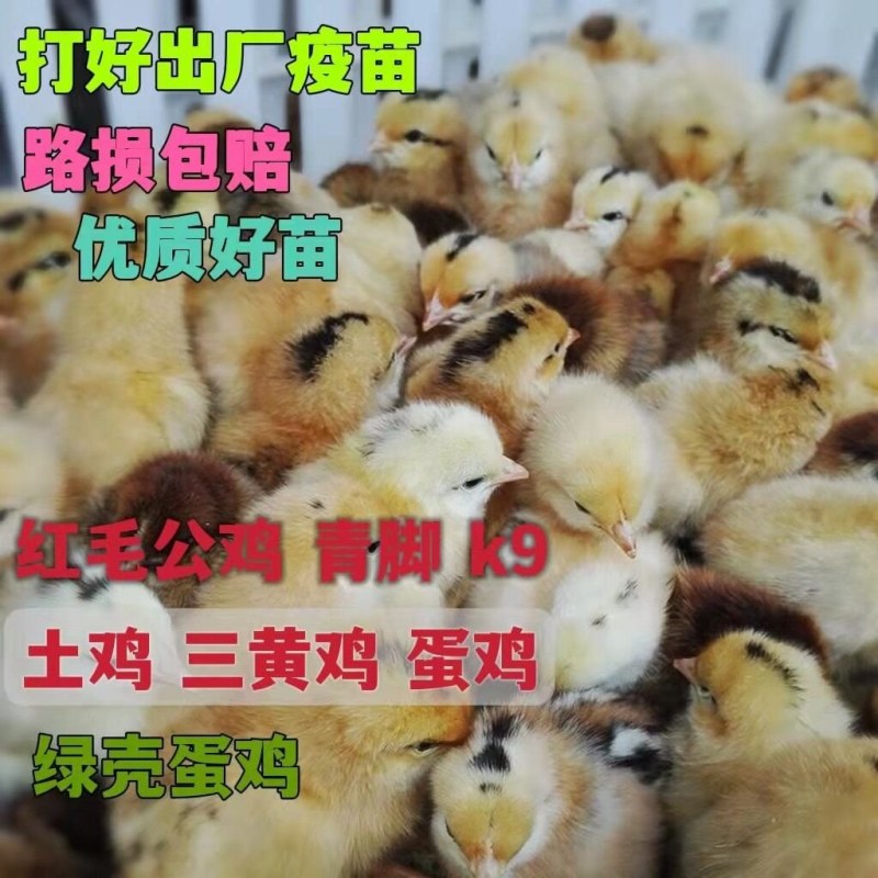 小鸡活苗，鸡苗，土鸡苗，厂家直销苗，包打疫苗，品种纯正包技术