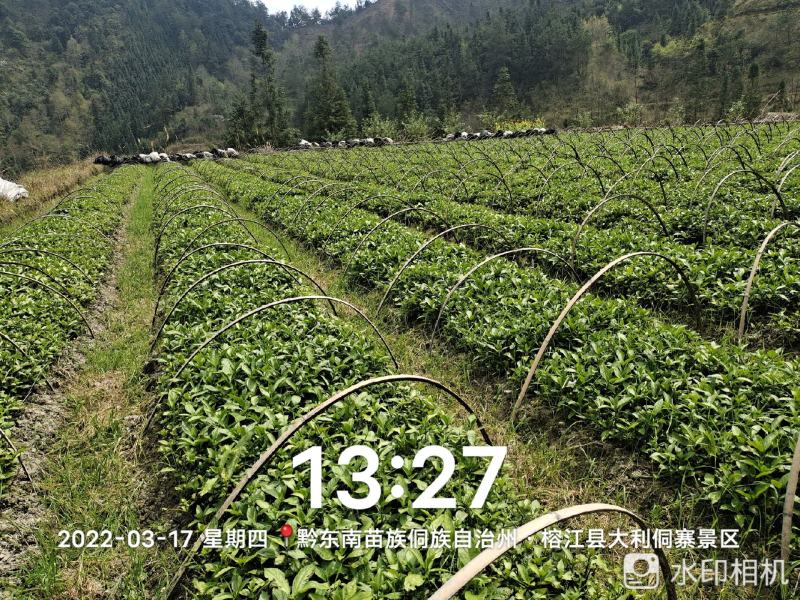 千万南板蓝根苗出售