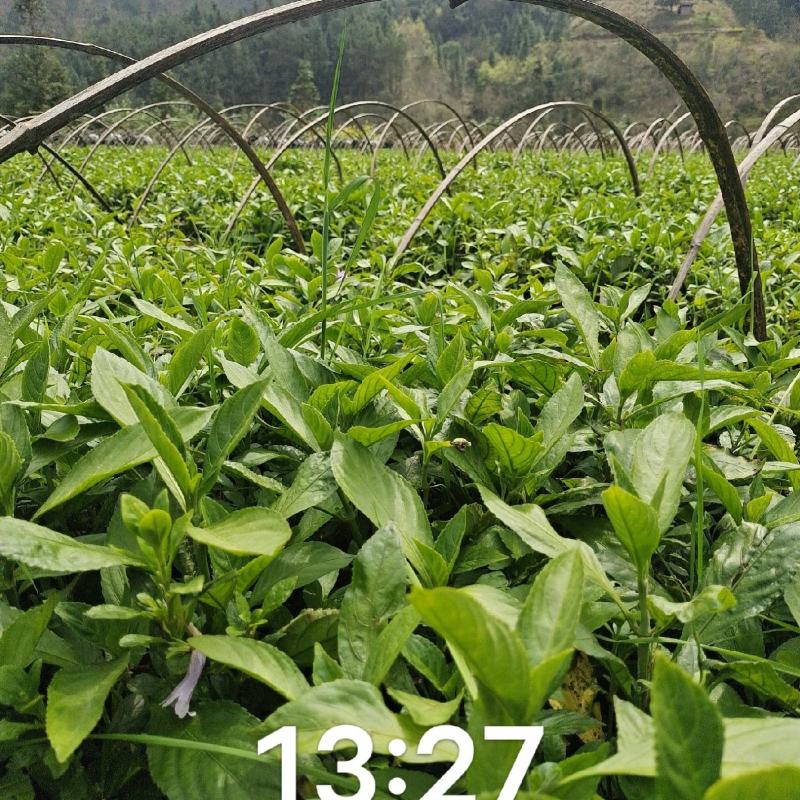 千万南板蓝根苗出售