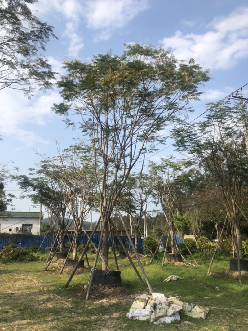 凤凰木，18公分-20公分都有货