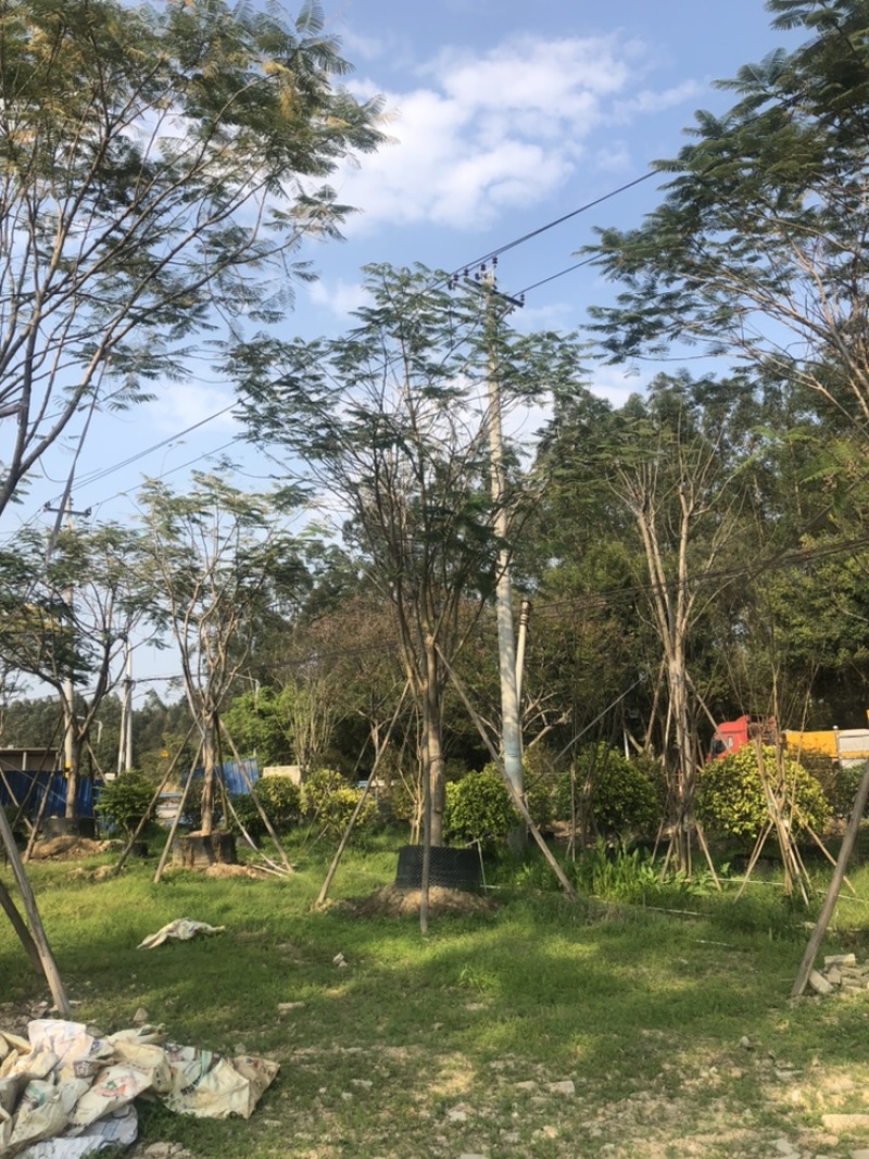 凤凰木，18公分-20公分都有货