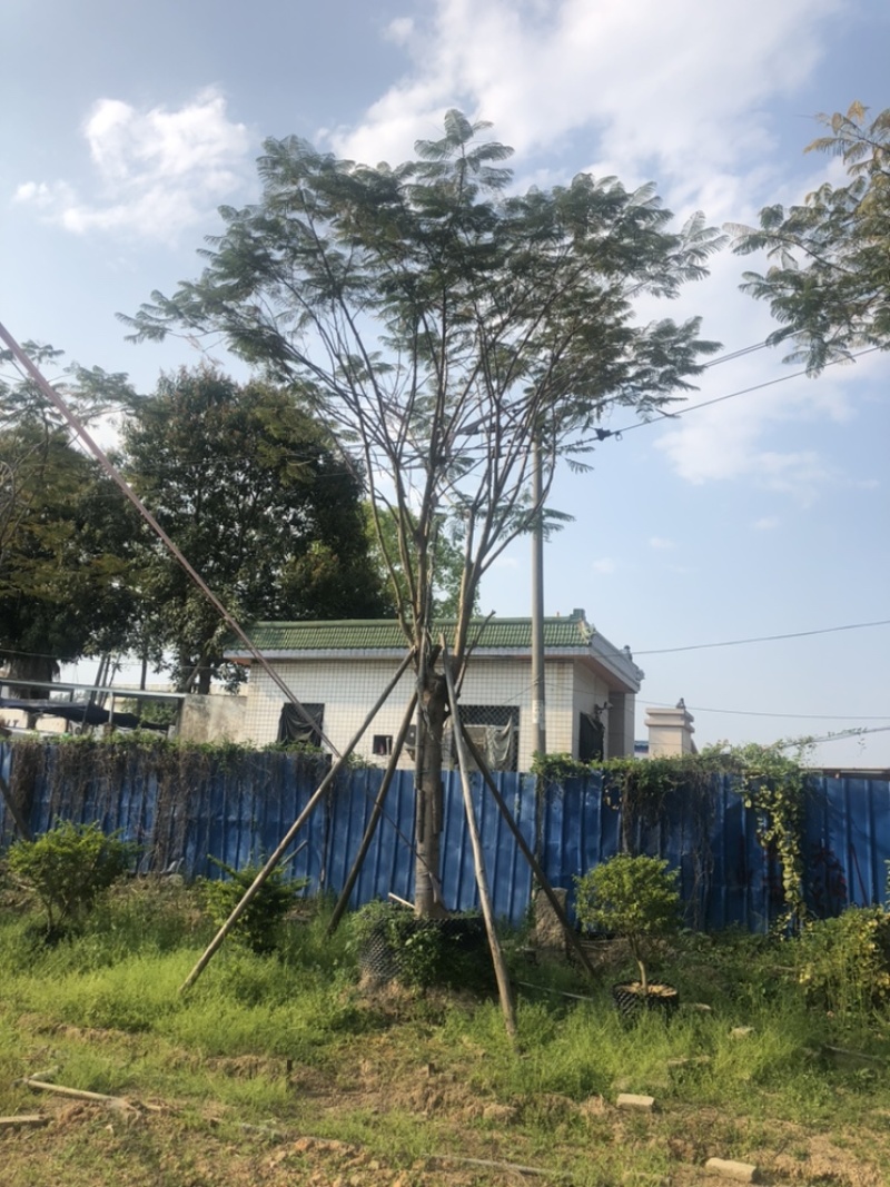 凤凰木，18公分-20公分都有货