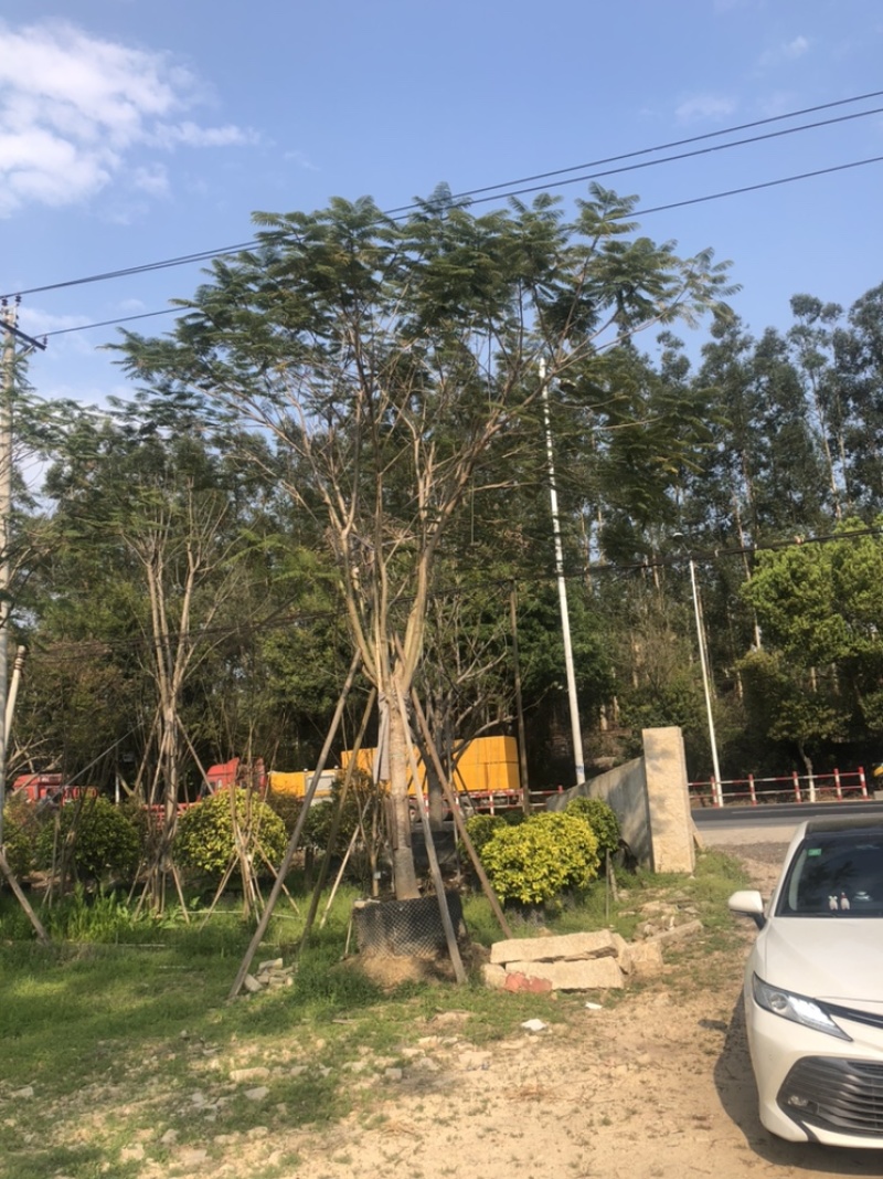凤凰木，18公分-20公分都有货