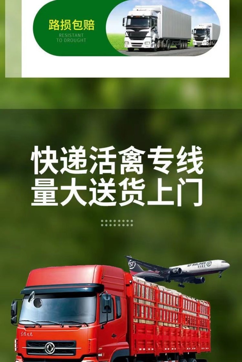 小鸡活苗，鸡苗，土鸡苗，厂家直销苗，包打疫苗，品种纯正包技术