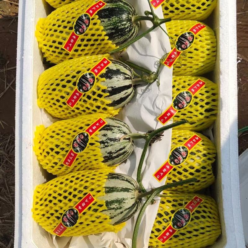 山东博洋9甜瓜，薄皮红肉，博洋蜜瓜，价格低，好吃
