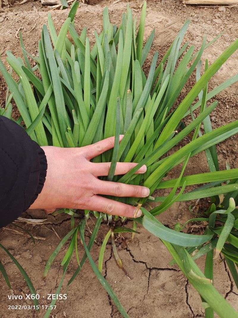 精品黑叶韭菜，叶宽根粗没干尖质量好价格低