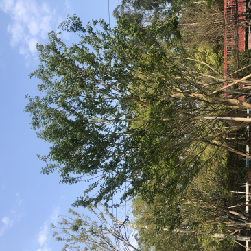 朴树18公分，单杆，多杆各种公分数都有