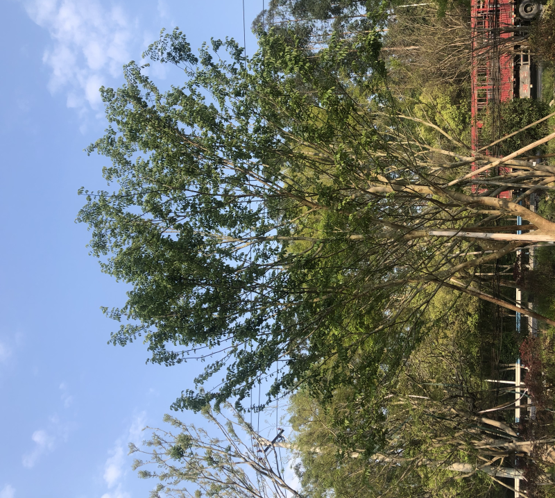 朴树18公分，单杆，多杆各种公分数都有