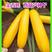 正品香蕉西葫芦种籽蔬菜种子四季播西葫种孑角瓜水果型生吃脆